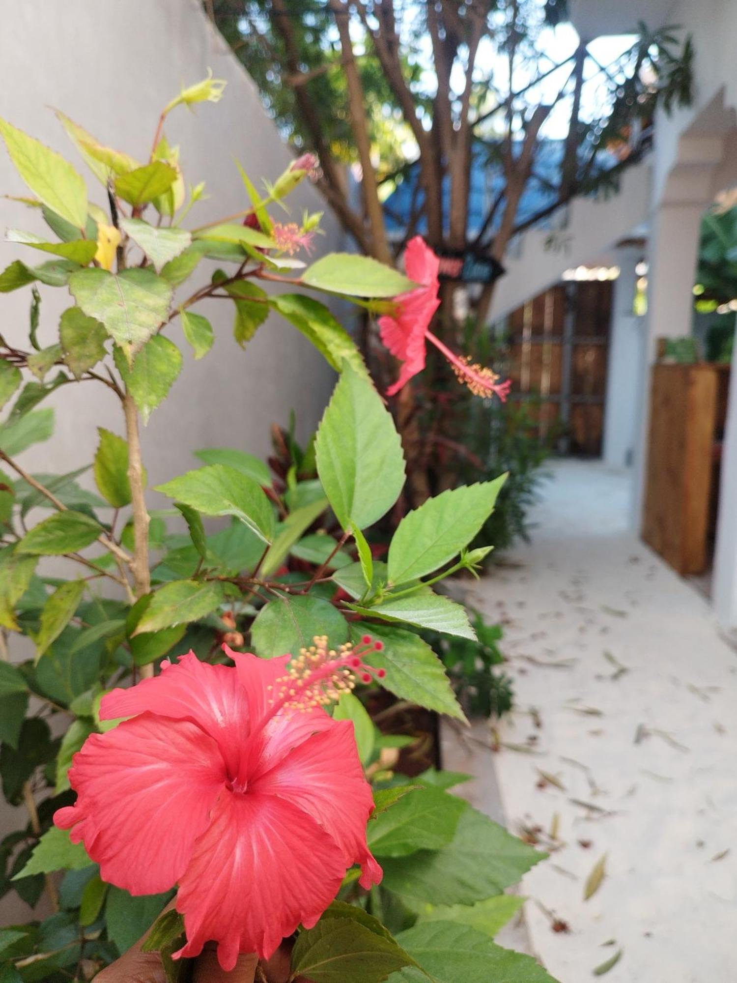 Pamoja Beach Stays Hotel In Jambiani Jambiani  Exteriér fotografie